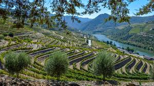 David Lawson, Chez Vin - Wines of Portugal